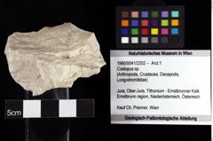 Foto (Objket + Etiketten) von Coelopus sp. 